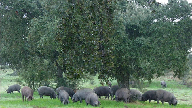 Cerdos en el campo en plena época de montanera comiendo bellotas debajo de la encina.