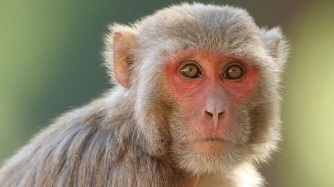 Los macacos son más tolerantes y se relacionan más tras una catástrofe