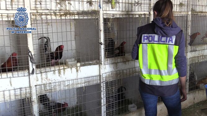 Criadero de gallos destinados a peleas ilegales.