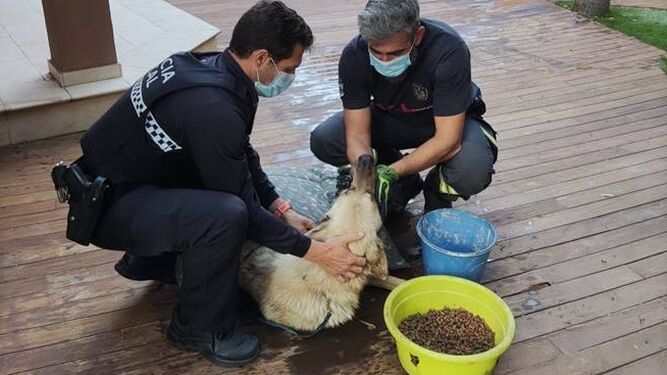 Rescatan a un perro que llevaba dos días dentro de una piscina en un chalé