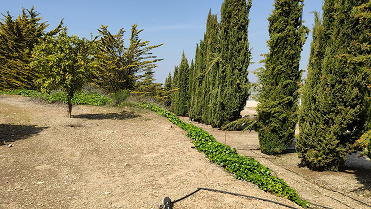 El futuro cementerio ecológico de Lucena convertirá en árboles las cenizas  de los difuntos