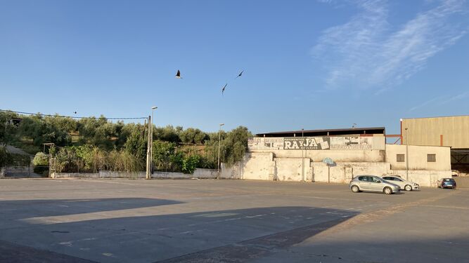 Parte del recinto ferial y el olivar de las zonas que quiere expropiar el Ayuntamiento.
