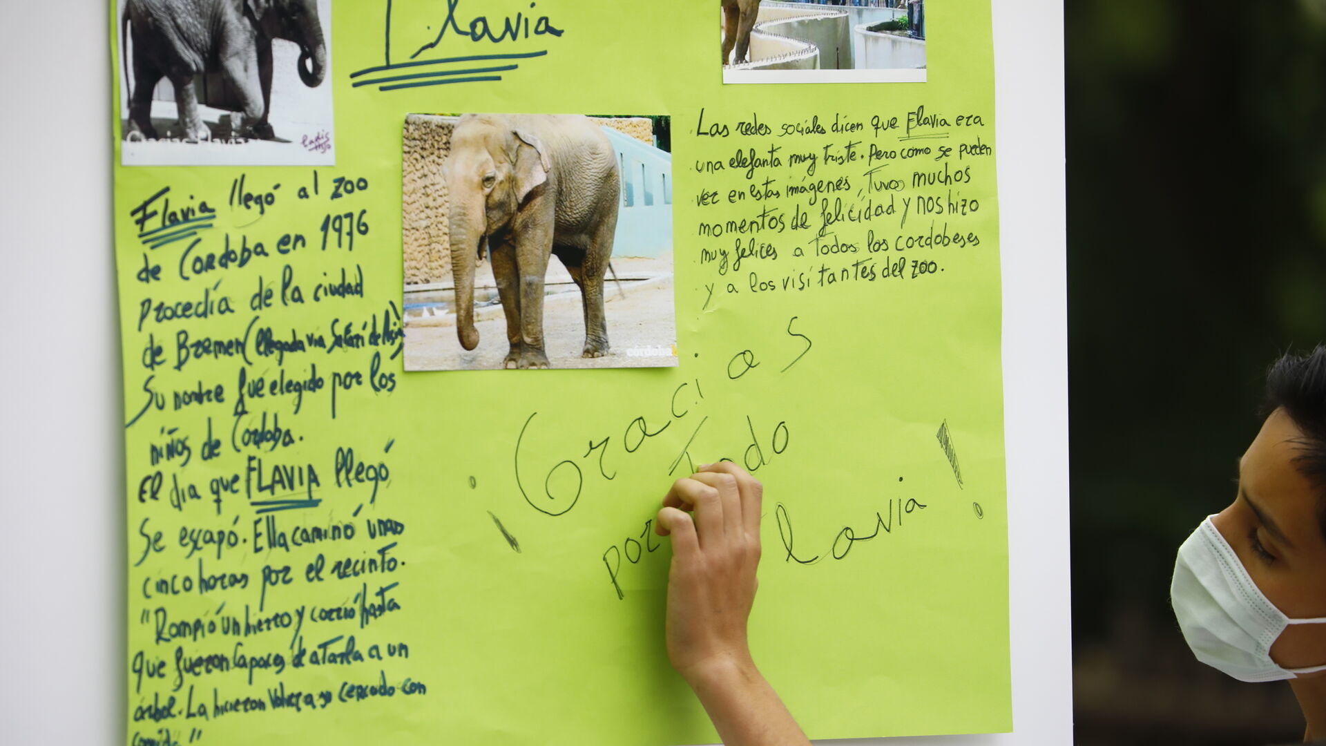 El homenaje en el zoo de C&oacute;rdoba a la elefanta Flavia, en fotograf&iacute;as