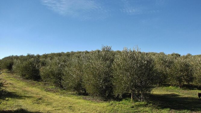 Cultivo de olivar ecológico en Córdoba