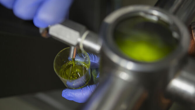 Un trabajador comprueba la calidad del aceite  de oliva virgen extra de una almazara.