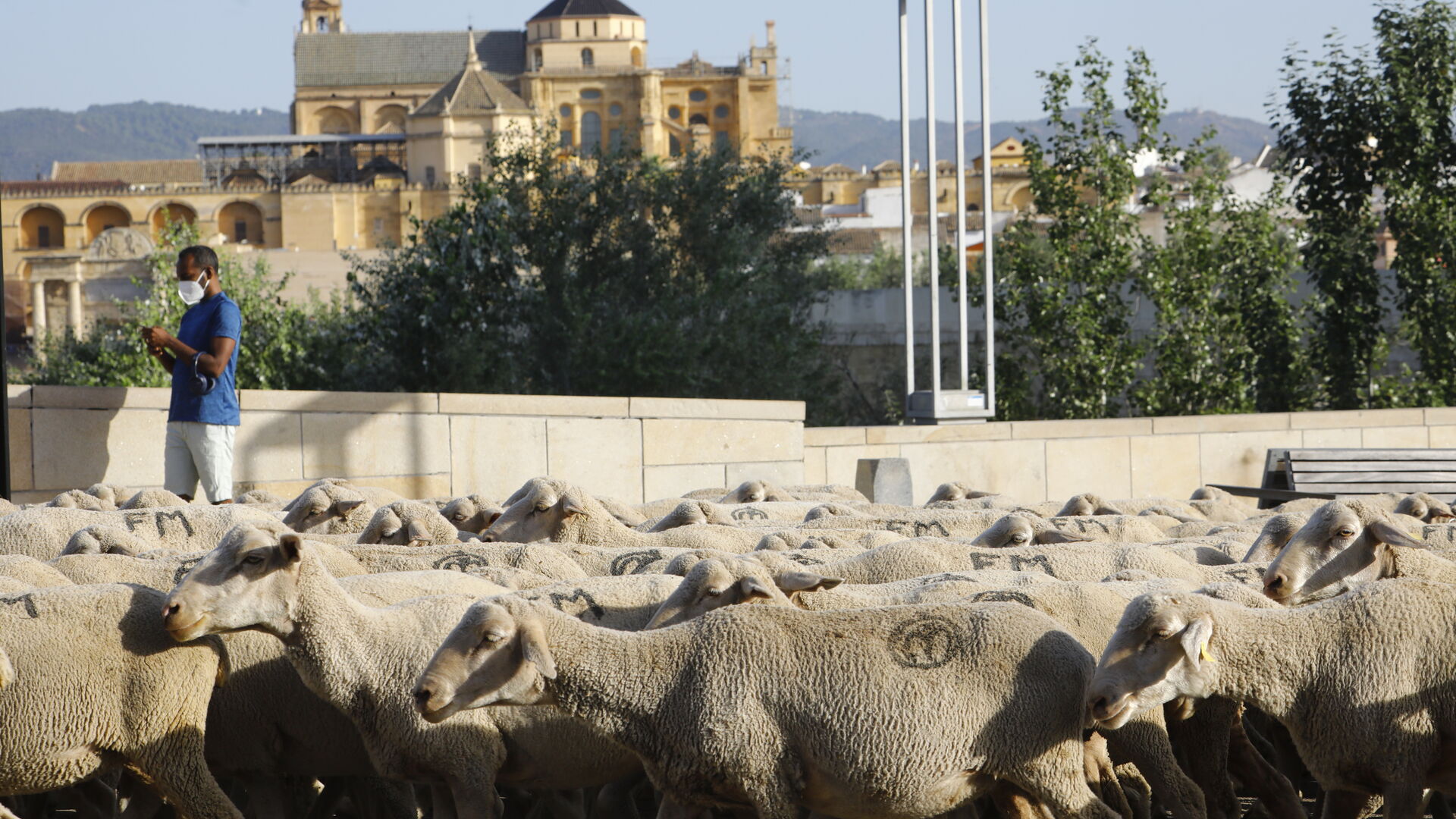 El paso de las ovejas de la ganader&iacute;a Las Albaidas por Cordoba, en im&aacute;genes