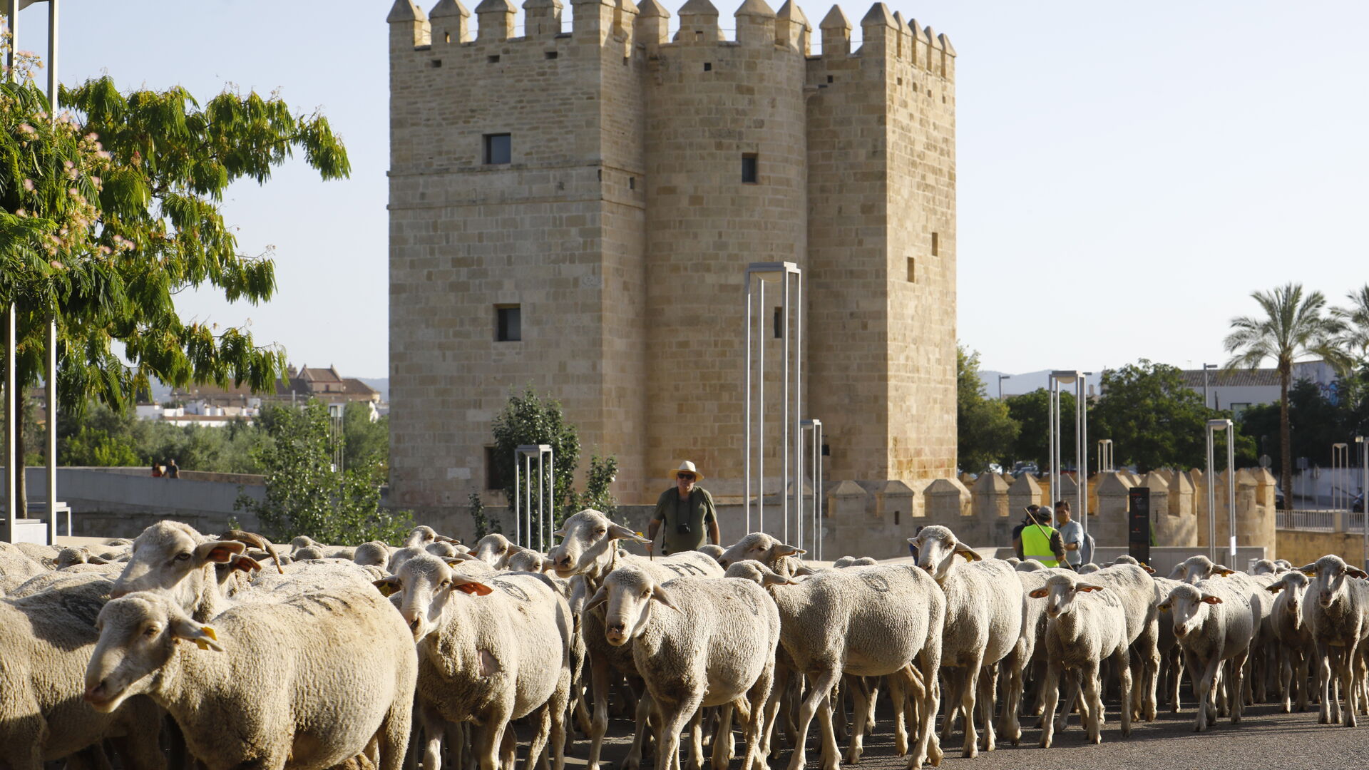 El paso de las ovejas de la ganader&iacute;a Las Albaidas por Cordoba, en im&aacute;genes