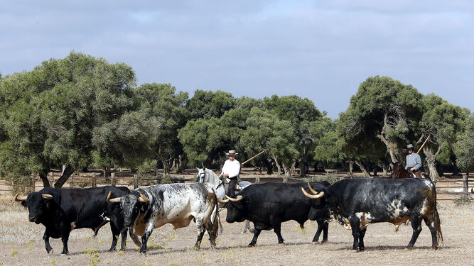 Morante se deja ver a caballo en el campo ante los 'torrestrella' de Huelva