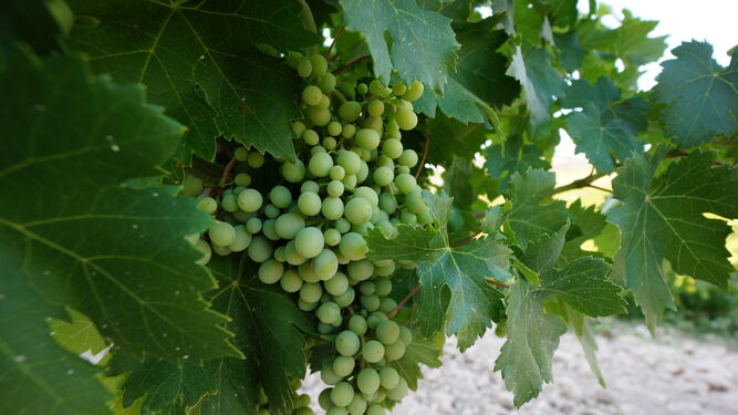 Un racimo de uvas en una viña de la Sierra de Montilla.
