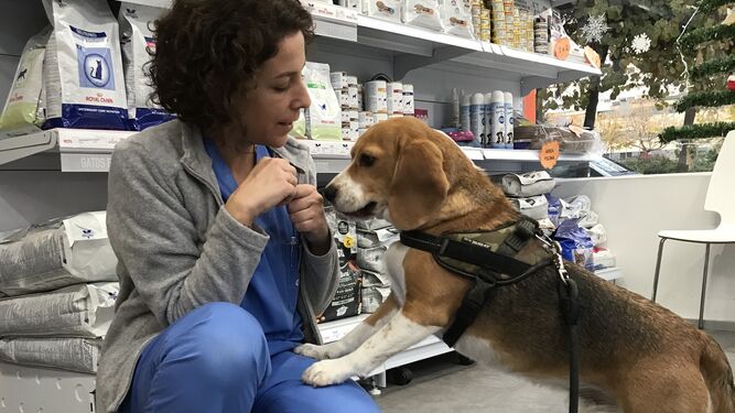 La veterinaria granadina Ana Martínez Montes atiende un perro en la clínica Albayda.