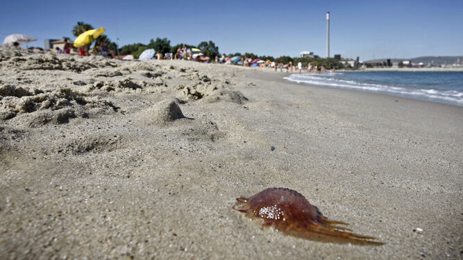 Una medusa  en la orilla de la playa de Palmones.