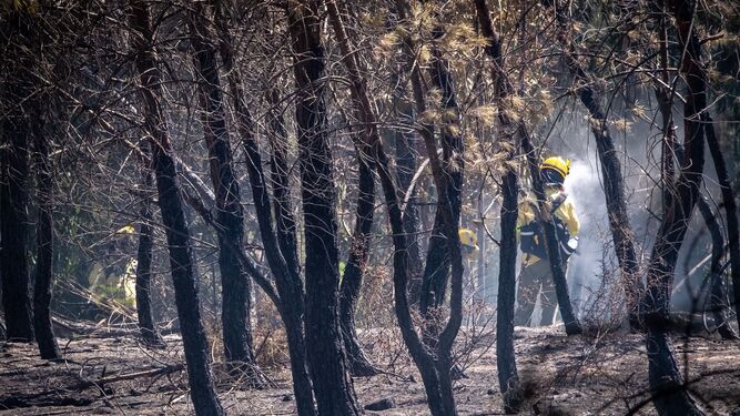 Efectivos del Infoca realizan labores de refresco en la zona del incendio forestal cercana a Bonares.