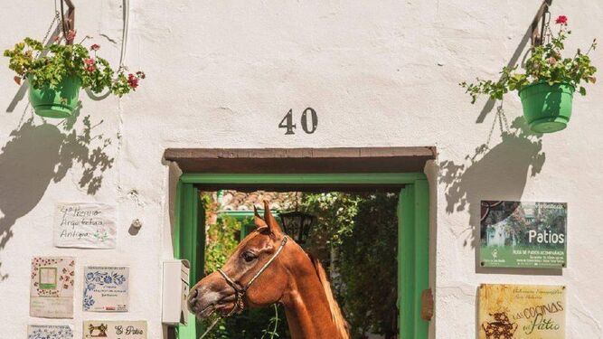 Ejemplar de un caballo árabe.
