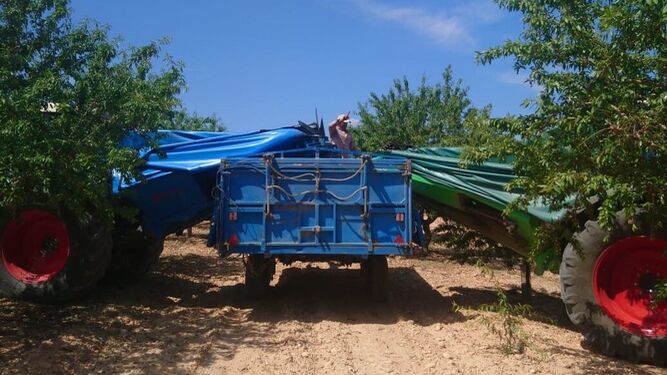 Últimos coletazos de la cosecha de almendra en la provincia de Almería