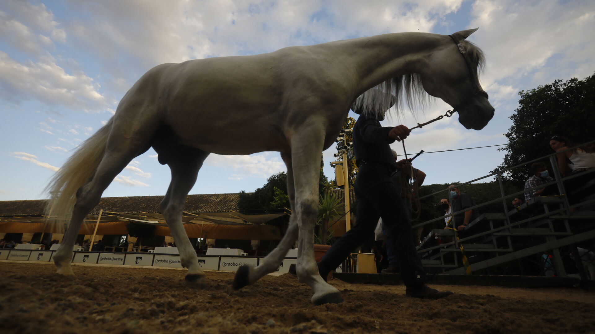 El concurso morfol&oacute;gico de caballos de pura raza de Cabalcor, en fotograf&iacute;as