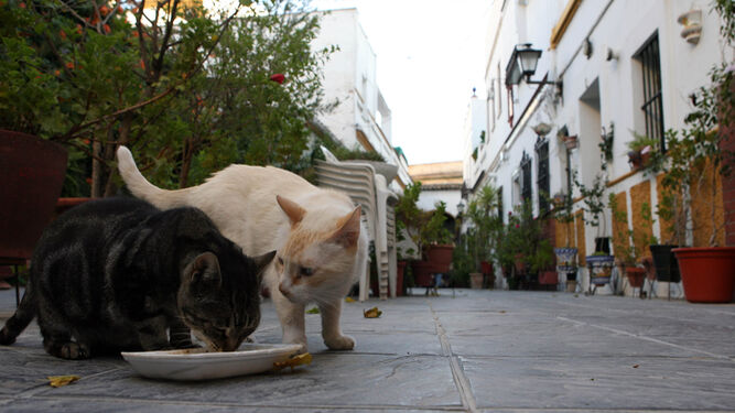 Dos gatos beben leche en el  Corral  La  Cerca Hermosa