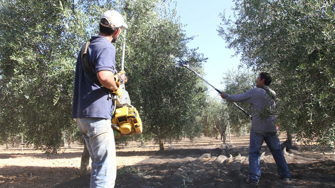 El aceite de oliva es el producto que más ha aumentado su exportación.