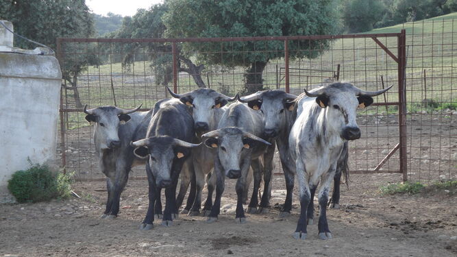 Vacas de raza cárdena andaluza.