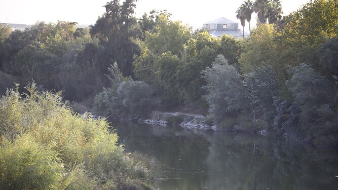 Zona del río Guadalquivir en la que apareció el cadáver.