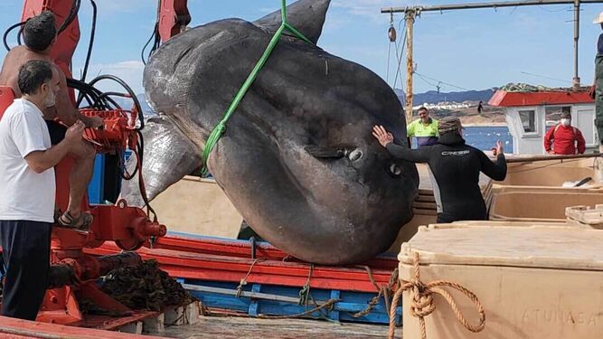 Capturan en Ceuta un gigante pez luna por error