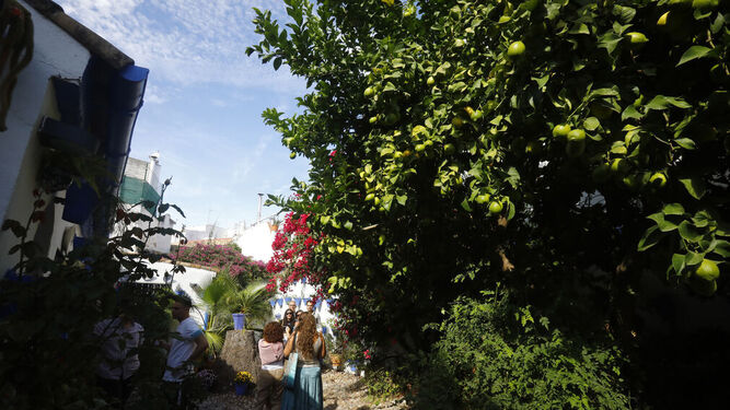 Varias personas visitan uno de los patios de Córdoba abiertos durante el fin de semana.