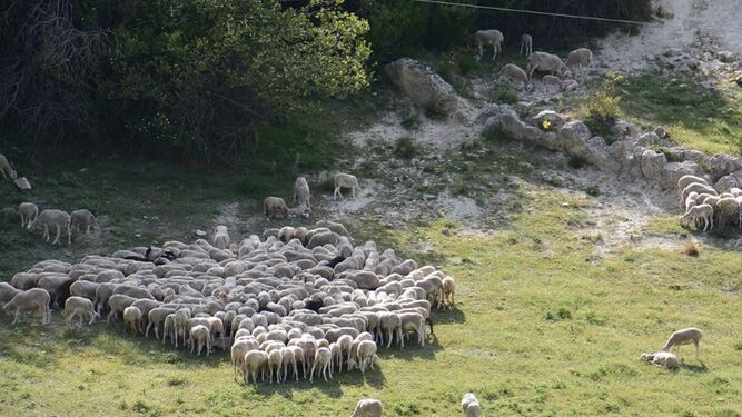 Un rebaño de ovejas pasta en un claro de Sierra  Morena.