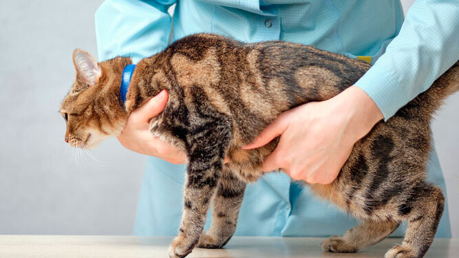 Cómo detectar el tumor de mama en los gatos