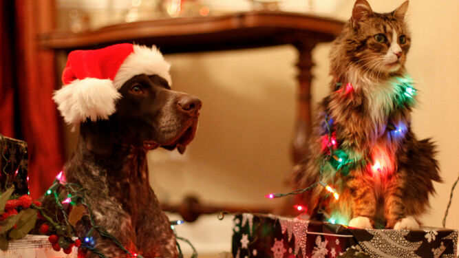 Cómo proteger el árbol de Navidad de tu perro o tu gato