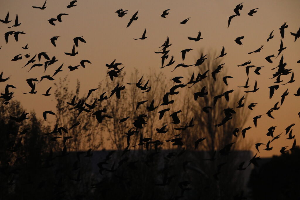 Las aves que habitan en Los Sotos de la Albolafia de C&oacute;rdoba, en fotograf&iacute;as