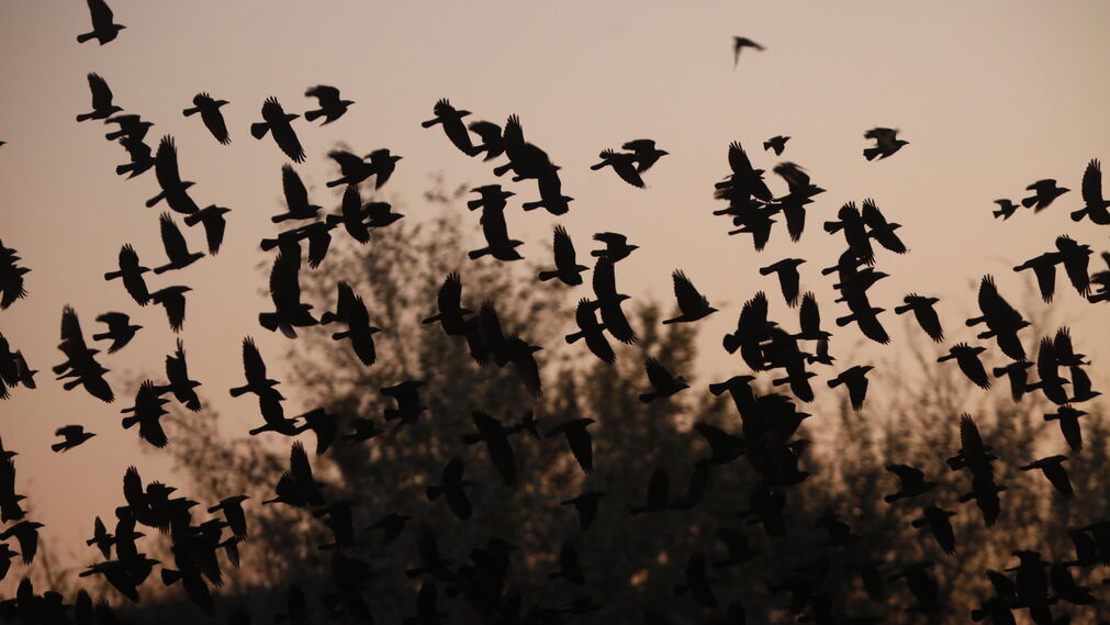 Las aves que habitan en Los Sotos de la Albolafia de C&oacute;rdoba, en fotograf&iacute;as