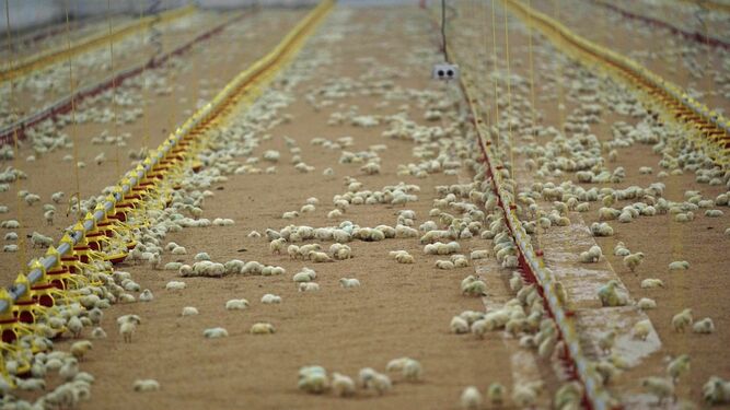 Explotación de cría de ganado aviar.