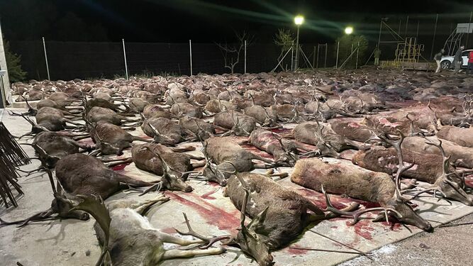Decenas de ciervos, abatidos en la finca Los Posteruelos, en Villaviciosa de Córdoba.