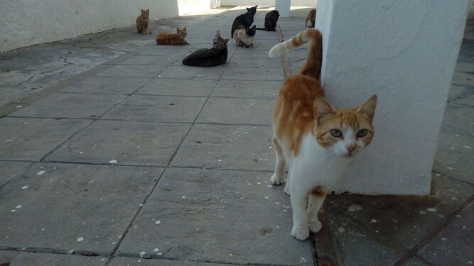 Una colonia de gatos.