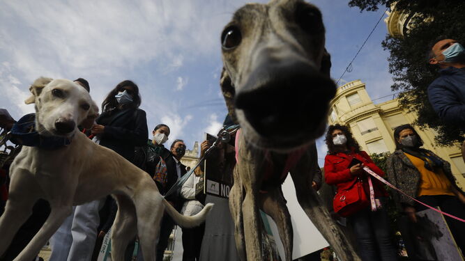 La protesta en Córdoba contra el uso de perros en la caza, en fotografías