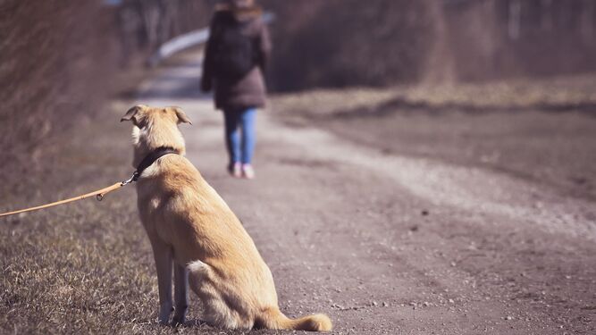 Una mujer se aleja de su perro tras dejarlo abandonado en un camino