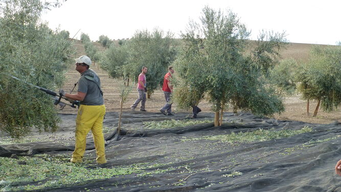 Operarios trabajan en la recolección de la aceituna en Baena.