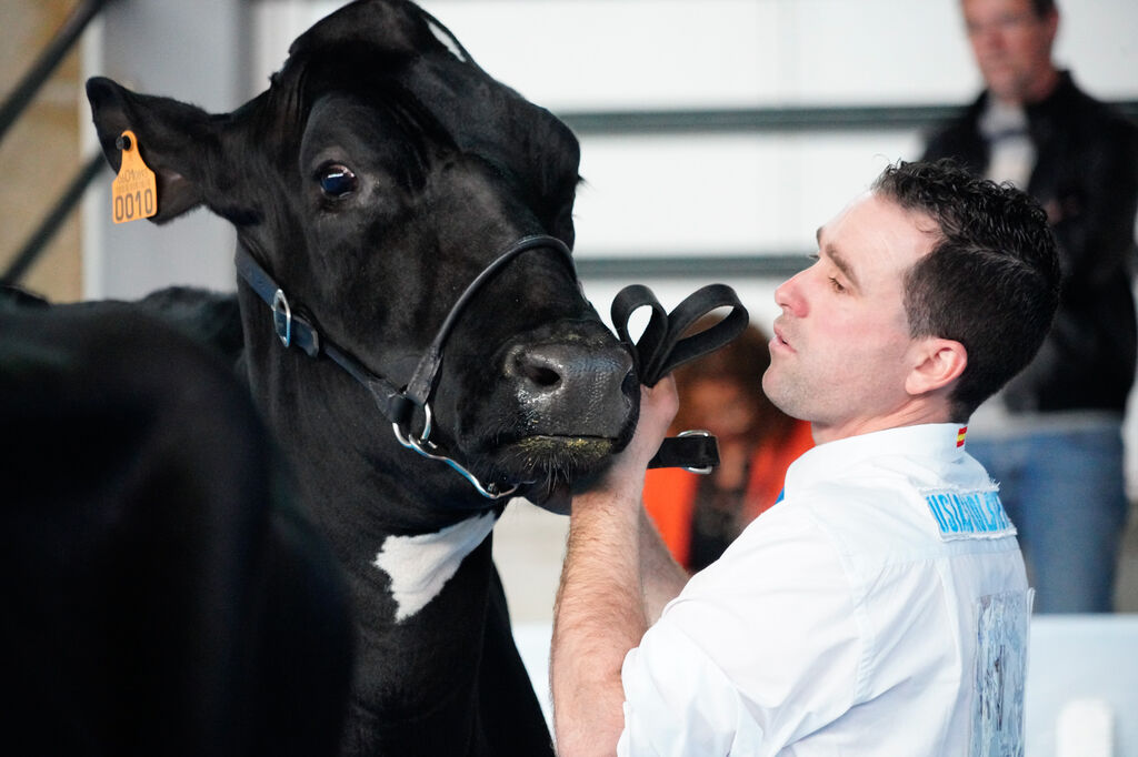 La Feria de Ganado Fris&oacute;n Us&iacute;as Holsteins de Dos Torres, en fotograf&iacute;as