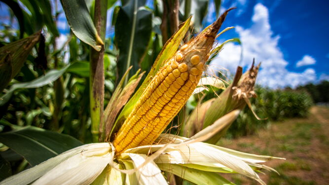 Fotografía de archivo de en un cultivo de maíz.