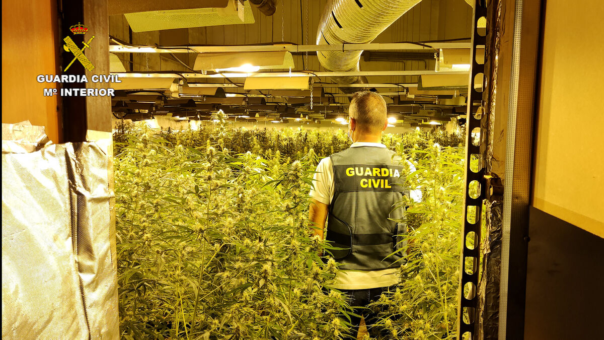 Un agente de la Guardia Civil en una plantación de marihuana.