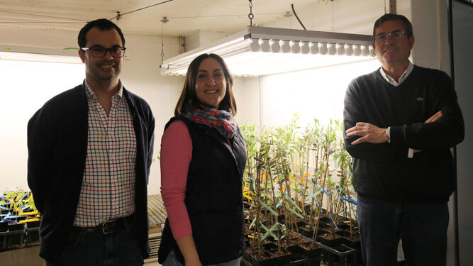 Los investigadores del Departamento de Agronomía de la UCO Carlos Agustí, Ana López y Antonio Trapero.
