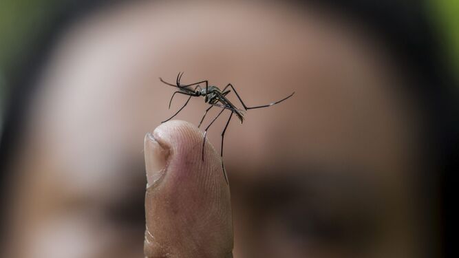 Imagen de mosquito.