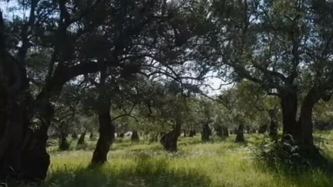 Fotograma del documental 'El paisaje del olivar'.