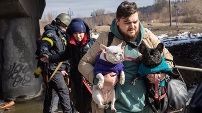 No sin mi mascota: ucranianos rechazan plazas de acogida por no poder quedarse con sus animales