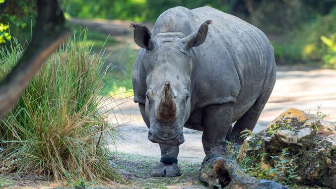 Rinocerontes de Disney se apuntan a "la moda" del monitor de actividad física