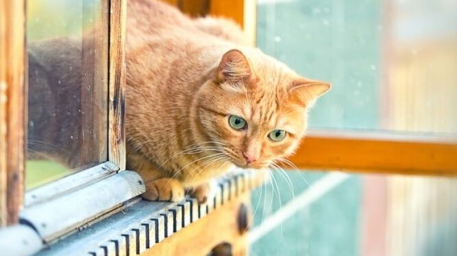 Asegurar las ventanas al adoptar un gato, uno de los requisitos más pedidos
