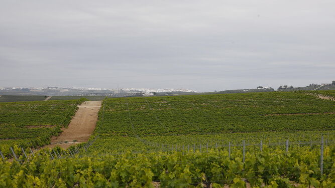 Plantación de viñedos en la Campiña.