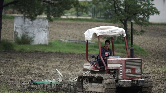 Un agricultor trabaja en una plantación de ajos en Montalbán.