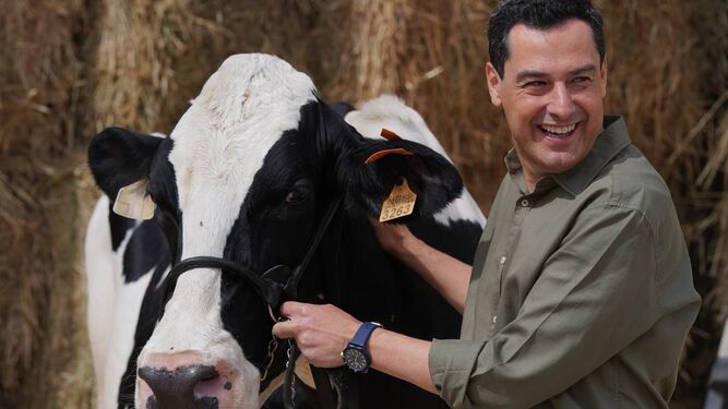 Juanma Moreno, con la vaca Fady, su talismán en Añora.