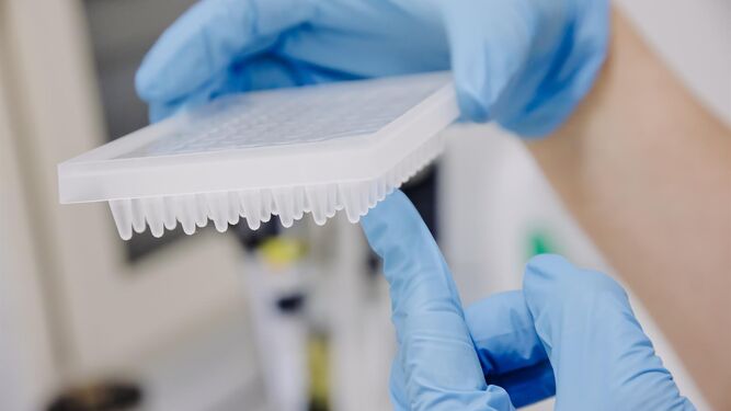 Una técnico de laboratorio prepara una PCR.