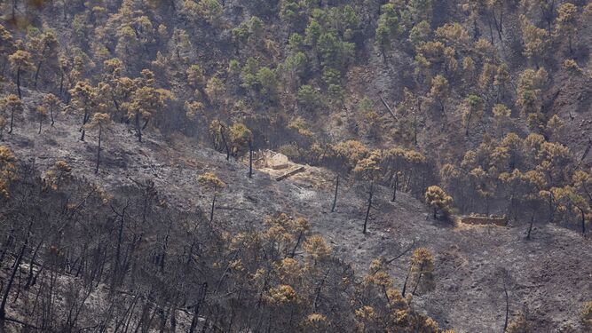 Pinares calcinados en el incendio de Sierra Bermeja.